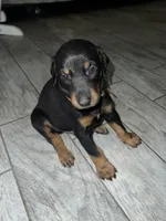 Brown collar boy , a male Doberman Pinscher for sale in Irving, TX – 4 of 4