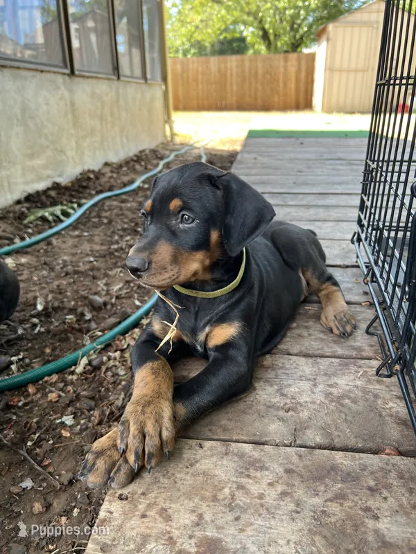 Green collar girl – Doberman Pinscher puppy for sale in Irving, TX