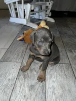 Silver boy, a male Doberman Pinscher for sale in Irving, TX – 4 of 4