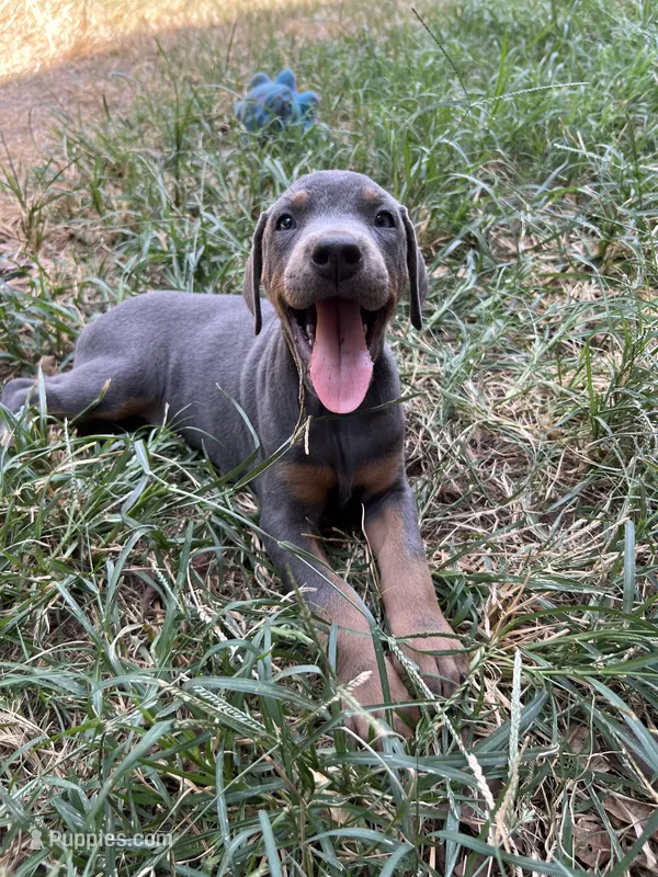Silver boy – Doberman Pinscher puppy for sale in Irving, TX