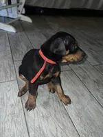 Red collar girl, a female Doberman Pinscher for sale in Irving, TX – 2 of 2