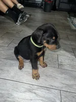 Green collar boy , a male Doberman Pinscher for sale in Irving, TX – 3 of 4