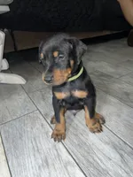Green collar boy , a male Doberman Pinscher for sale in Irving, TX – 2 of 4