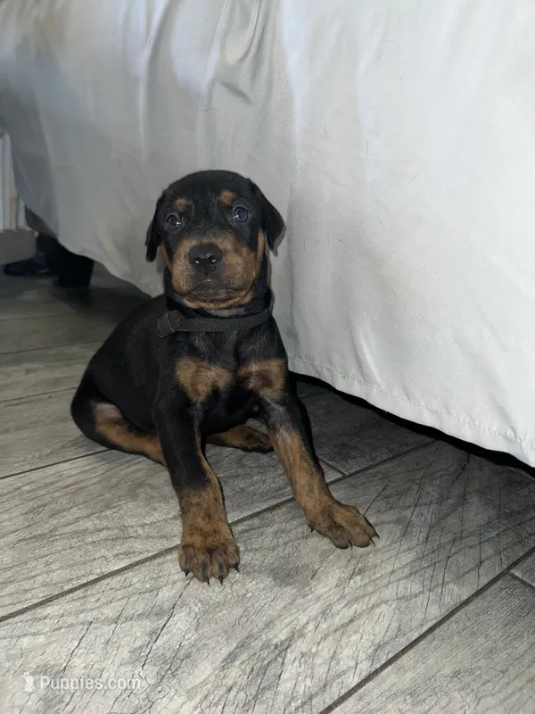 Black collar boy – Doberman Pinscher puppy for sale in Irving, TX