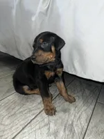 Black collar boy, a male Doberman Pinscher for sale in Irving, TX – 5 of 6