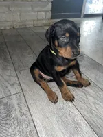 Green collar girl, a female Doberman Pinscher for sale in Irving, TX – 4 of 4