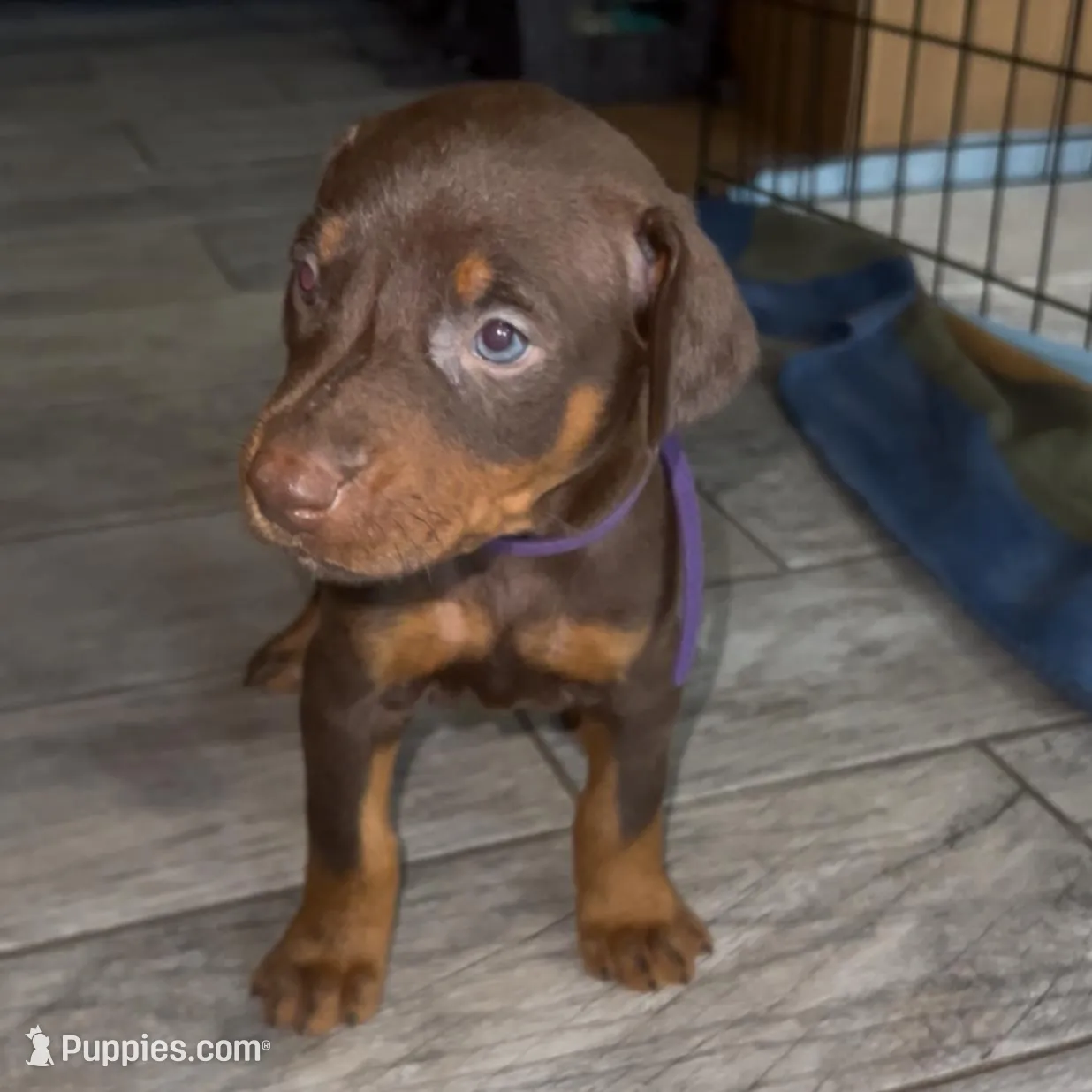 Purple Collar, a female Doberman Pinscher for sale in Irving, TX – Photo 3 of 6