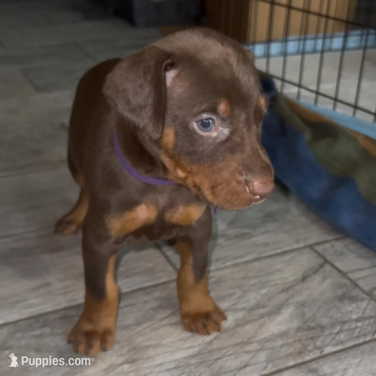 Purple Collar, a female Doberman Pinscher for sale in Irving, TX – Photo 4 of 6