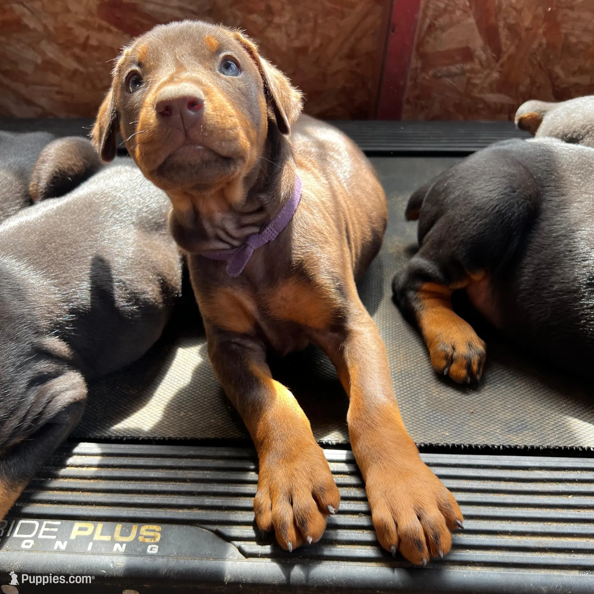 Purple Collar, a female Doberman Pinscher for sale in Irving, TX – Photo 6 of 6