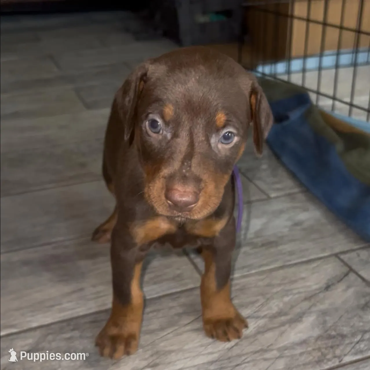Purple Collar, a female Doberman Pinscher for sale in Irving, TX – Photo 2 of 6