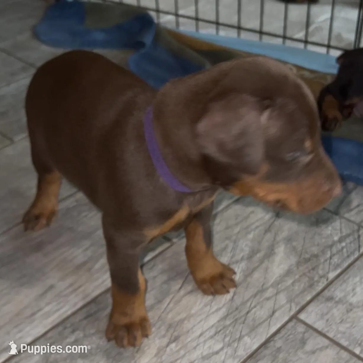 Purple Collar, a female Doberman Pinscher for sale in Irving, TX – Photo 5 of 6