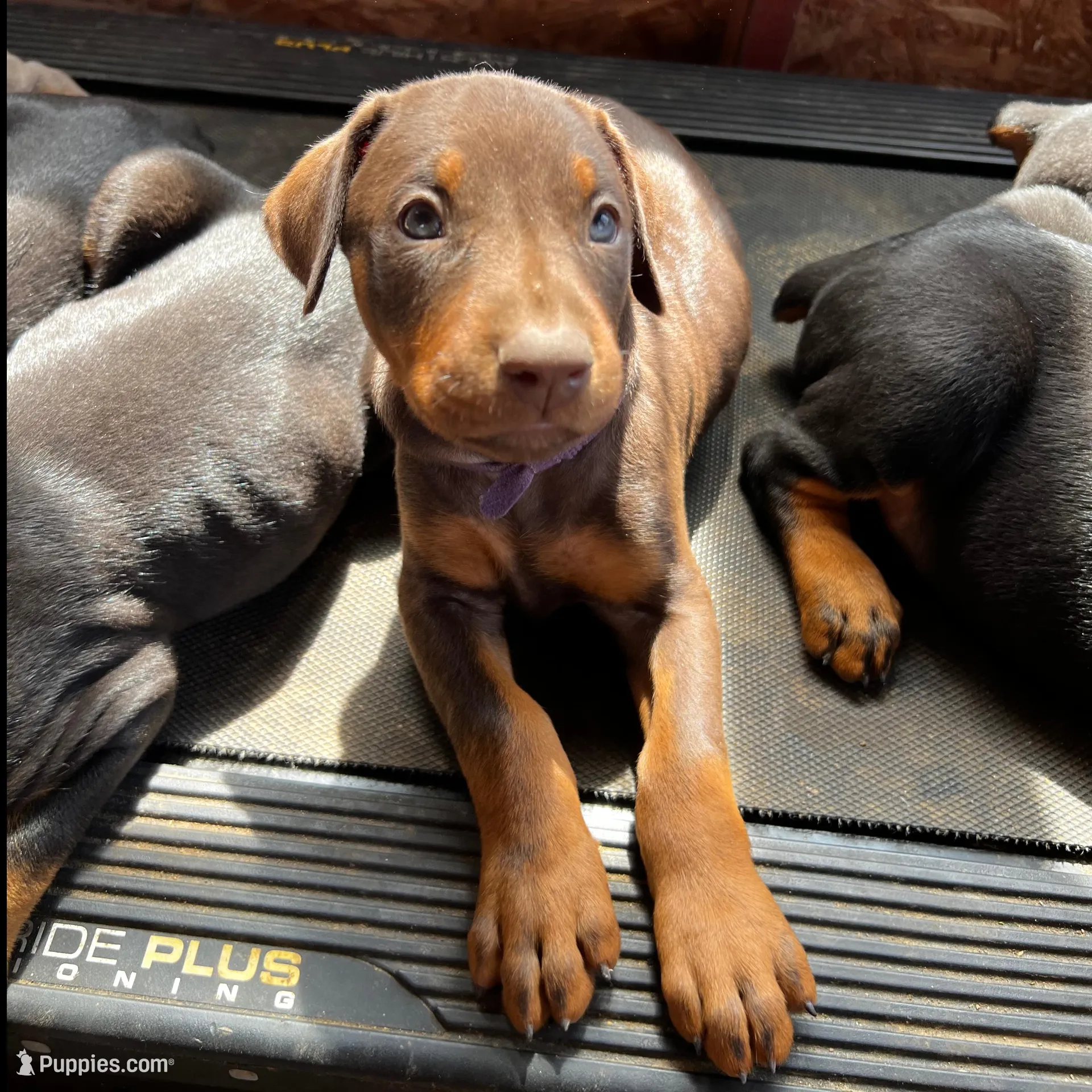 Purple Collar – Doberman Pinscher puppy for sale in Irving, TX