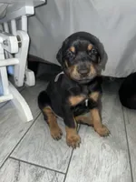 Gray collar boy, a male Doberman Pinscher for sale in Irving, TX – 3 of 5