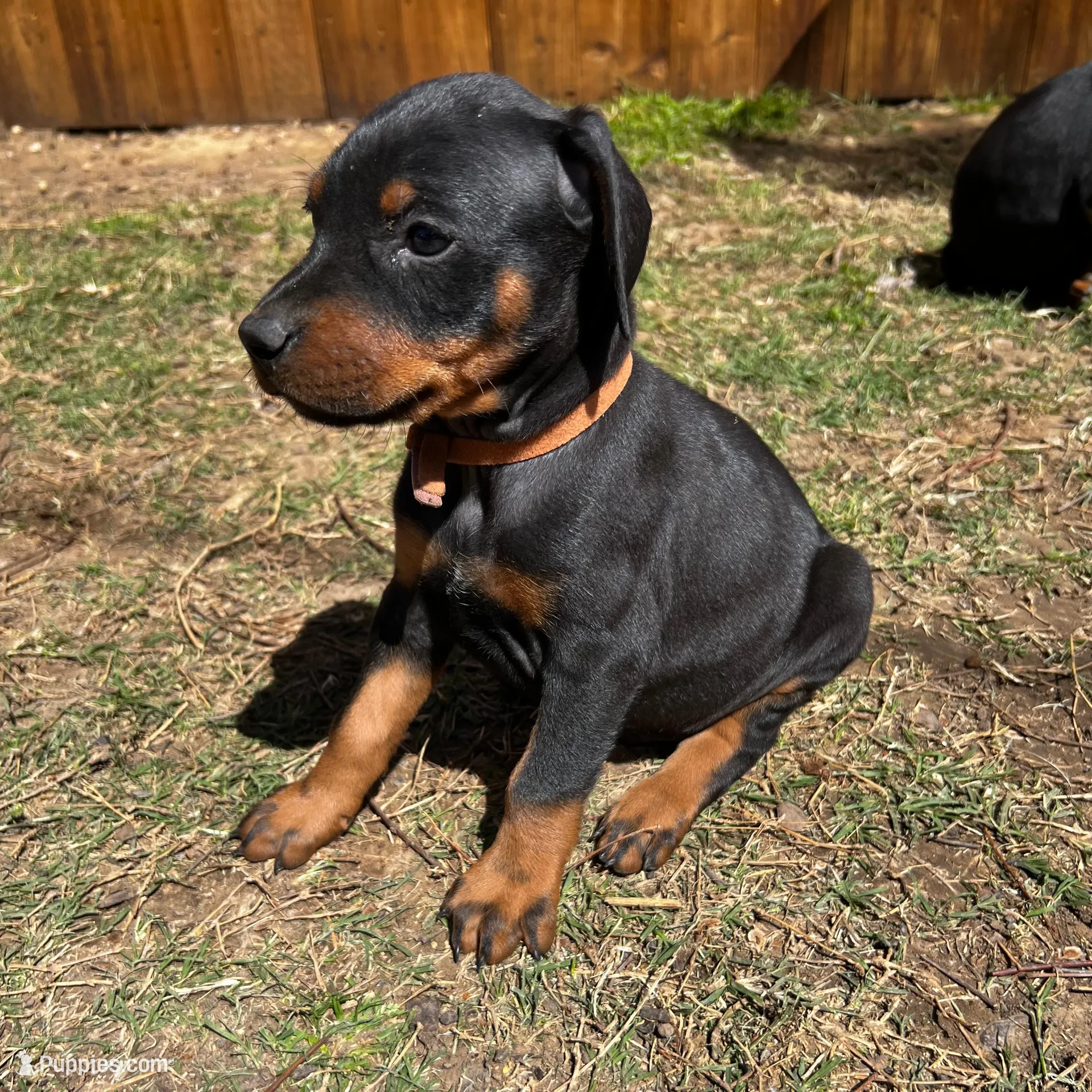 Orange Collar – Doberman Pinscher puppy for sale in Irving, TX