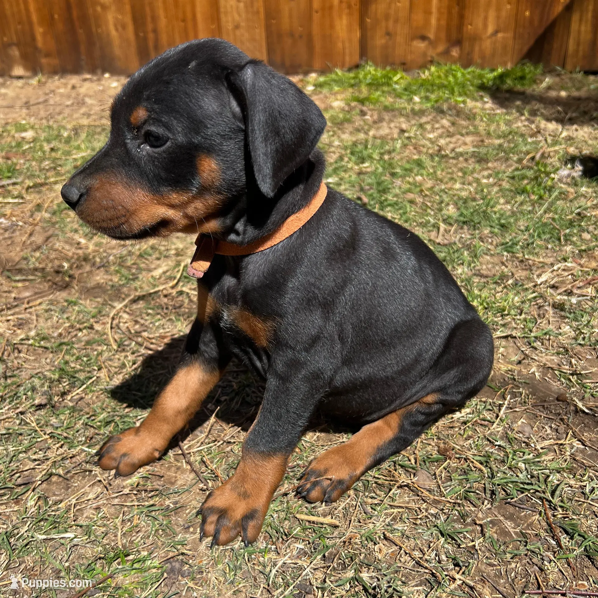 Orange Collar, a male Doberman Pinscher for sale in Irving, TX – Photo 2 of 2