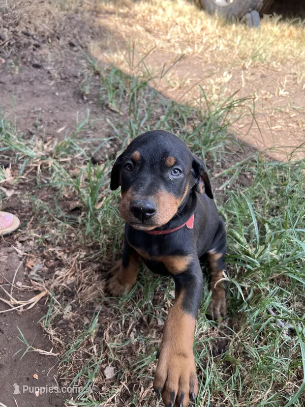 Red collar girl – Doberman Pinscher puppy for sale in Irving, TX