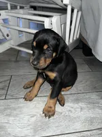 Gray collar boy, a male Doberman Pinscher for sale in Irving, TX – 2 of 5