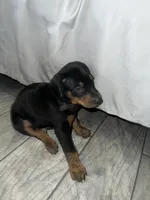 Black collar boy, a male Doberman Pinscher for sale in Irving, TX – 6 of 6