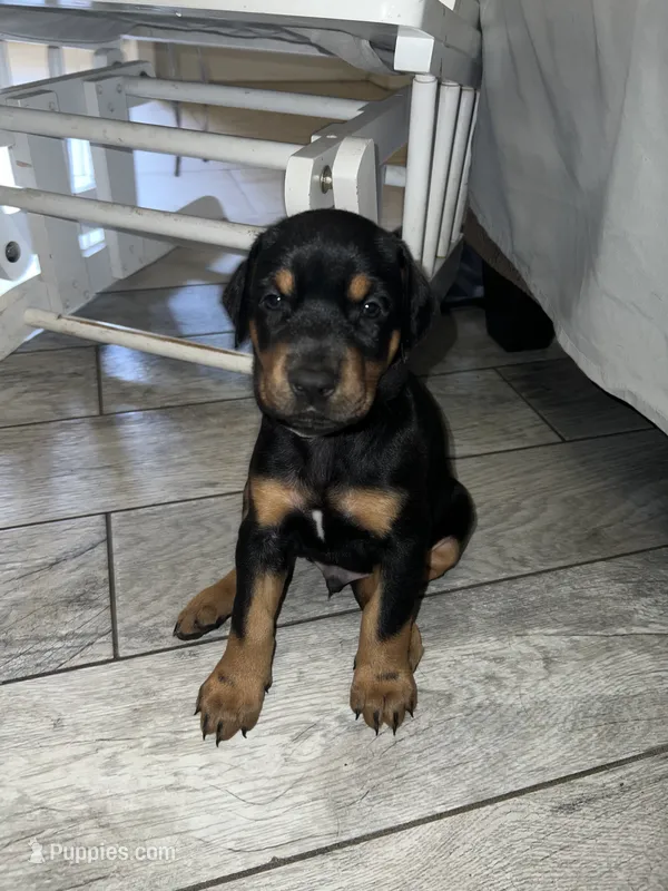 Gray collar boy – Doberman Pinscher puppy for sale in Irving, TX