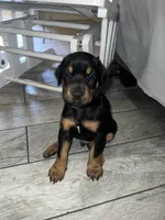 Gray collar boy, a male Doberman Pinscher for sale in Irving, TX – 1 of 5