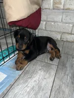Green collar boy , a male Doberman Pinscher for sale in Irving, TX – 4 of 4