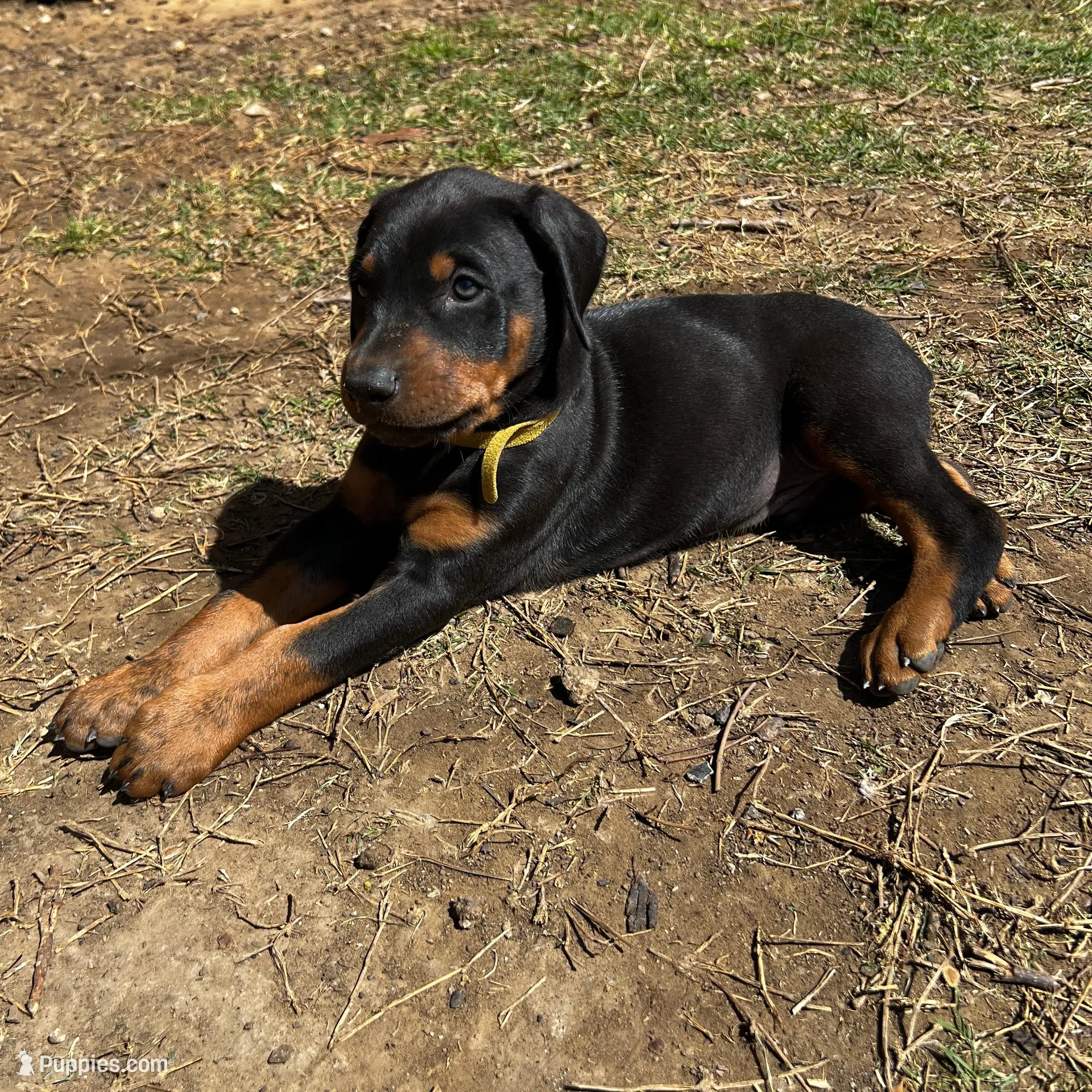 Yellow Collar, a male Doberman Pinscher for sale in Irving, TX – Photo 8 of 10