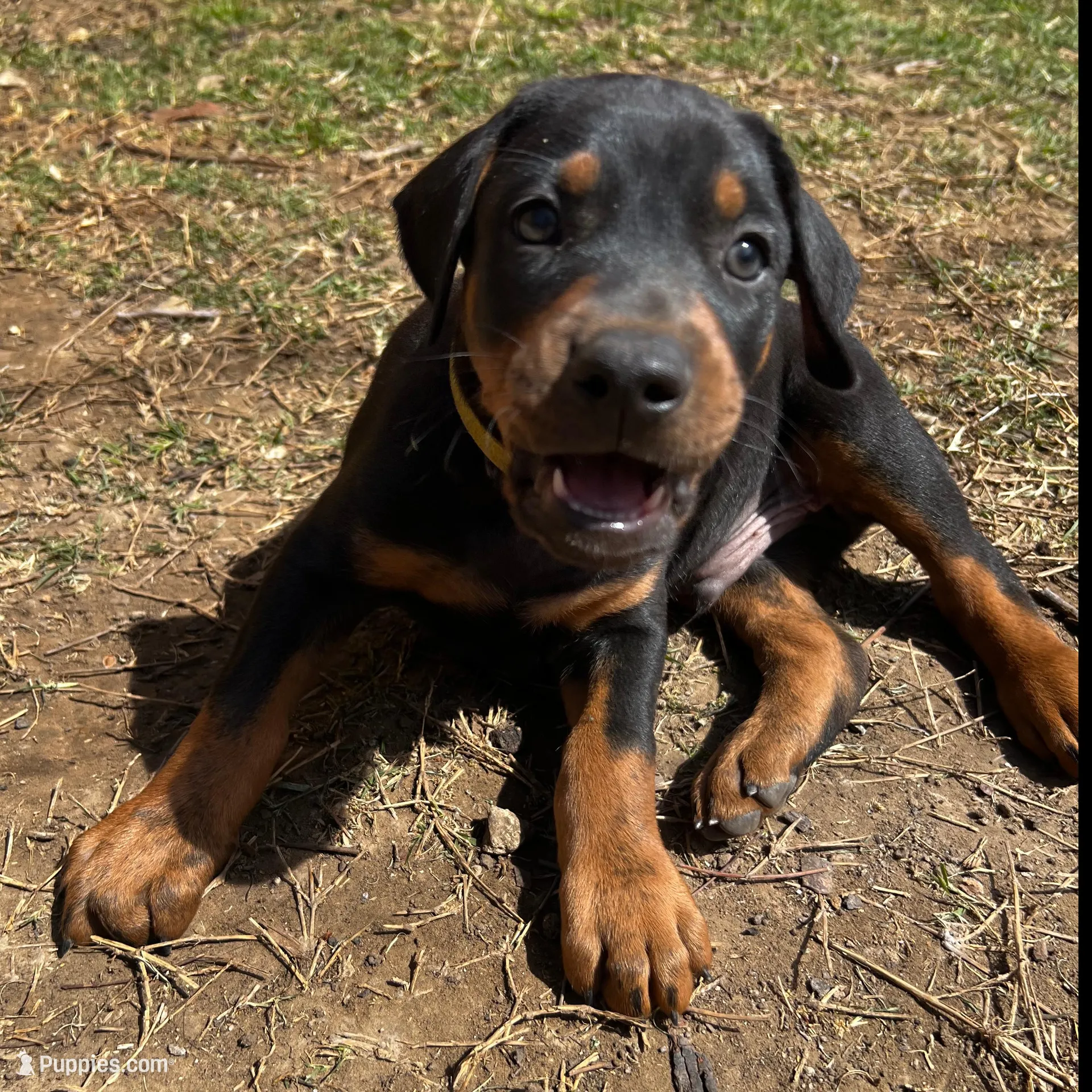Yellow Collar, a male Doberman Pinscher for sale in Irving, TX – Photo 4 of 10