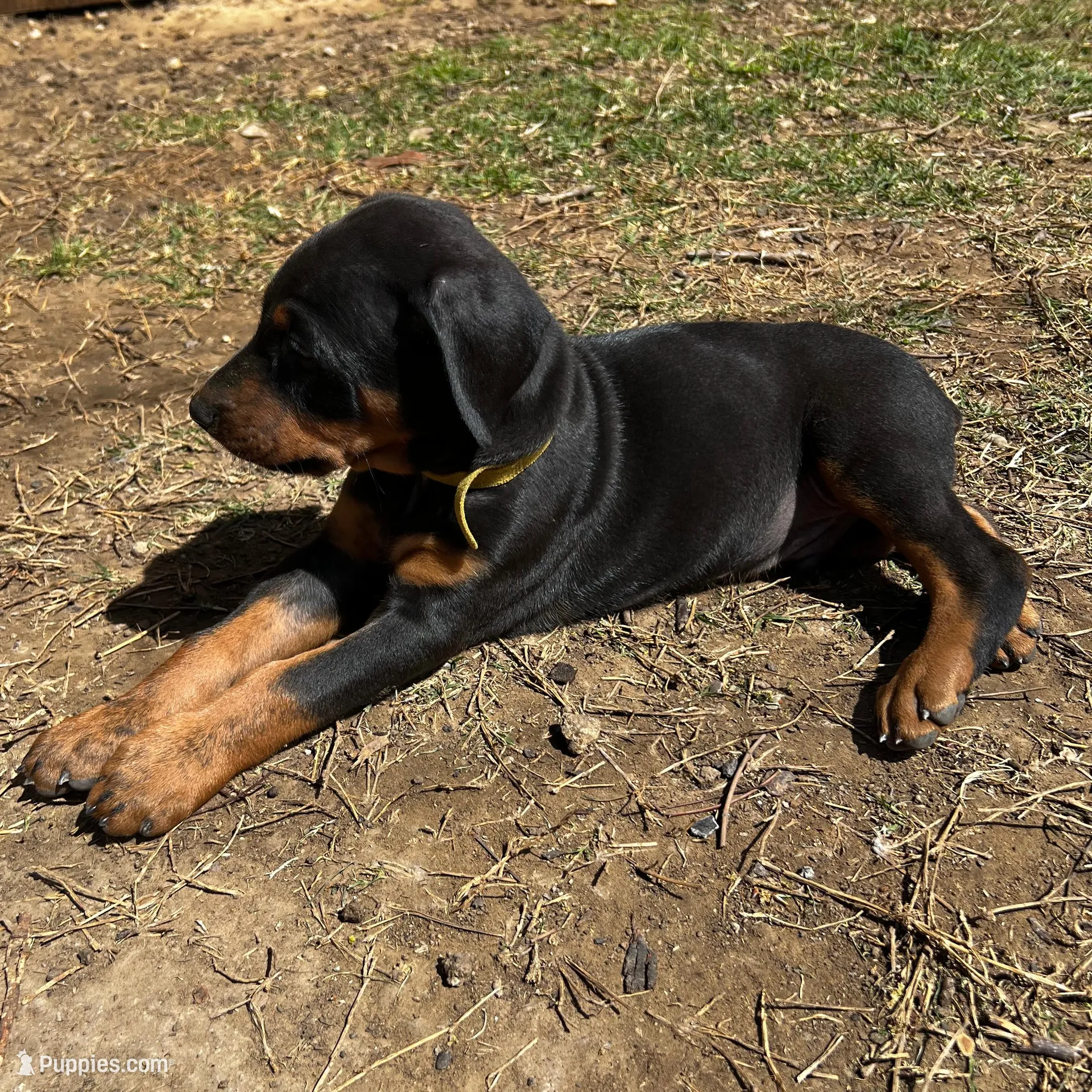 Yellow Collar, a male Doberman Pinscher for sale in Irving, TX – Photo 5 of 10