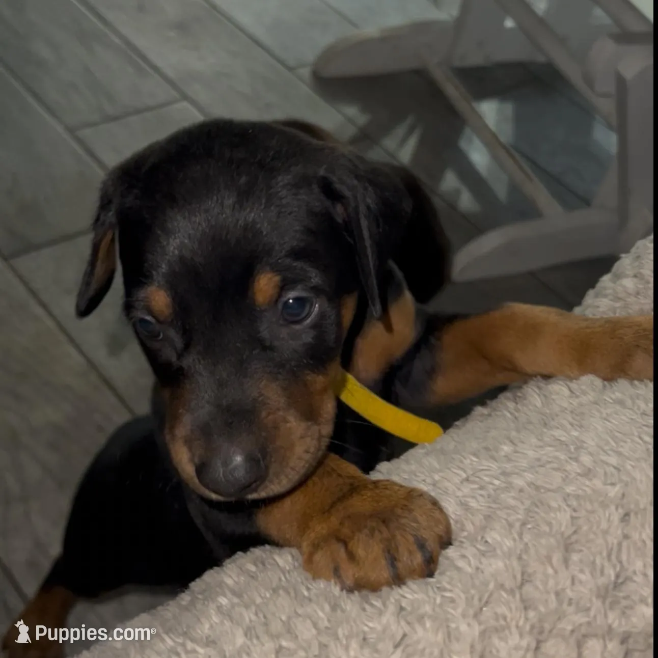 Yellow Collar – Doberman Pinscher puppy for sale in Irving, TX