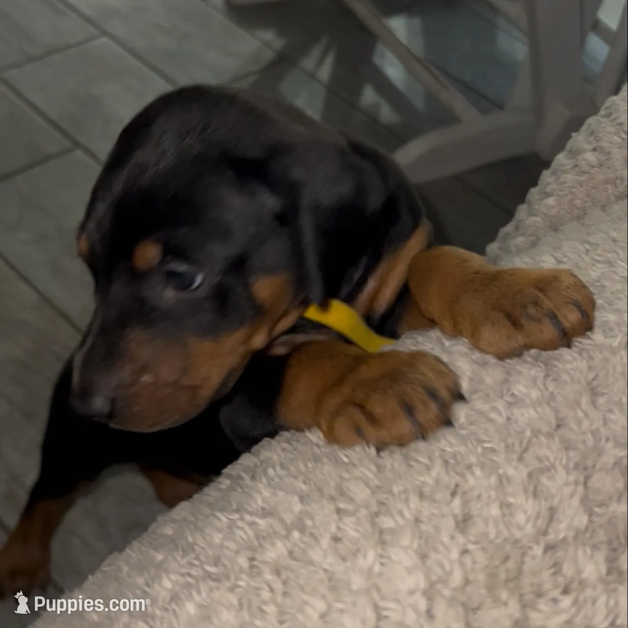 Yellow Collar, a male Doberman Pinscher for sale in Irving, TX – Photo 3 of 10