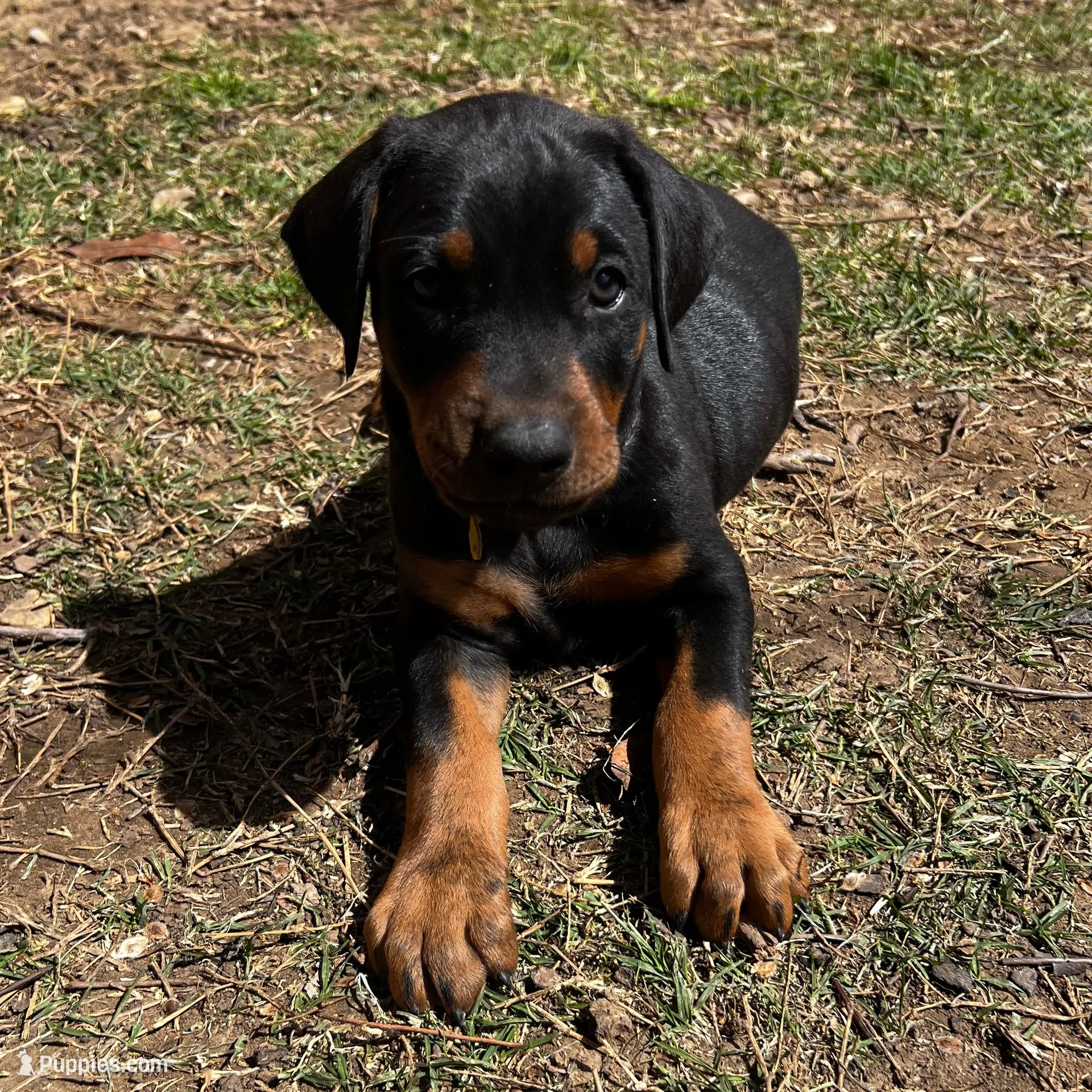Yellow Collar, a male Doberman Pinscher for sale in Irving, TX – Photo 9 of 10
