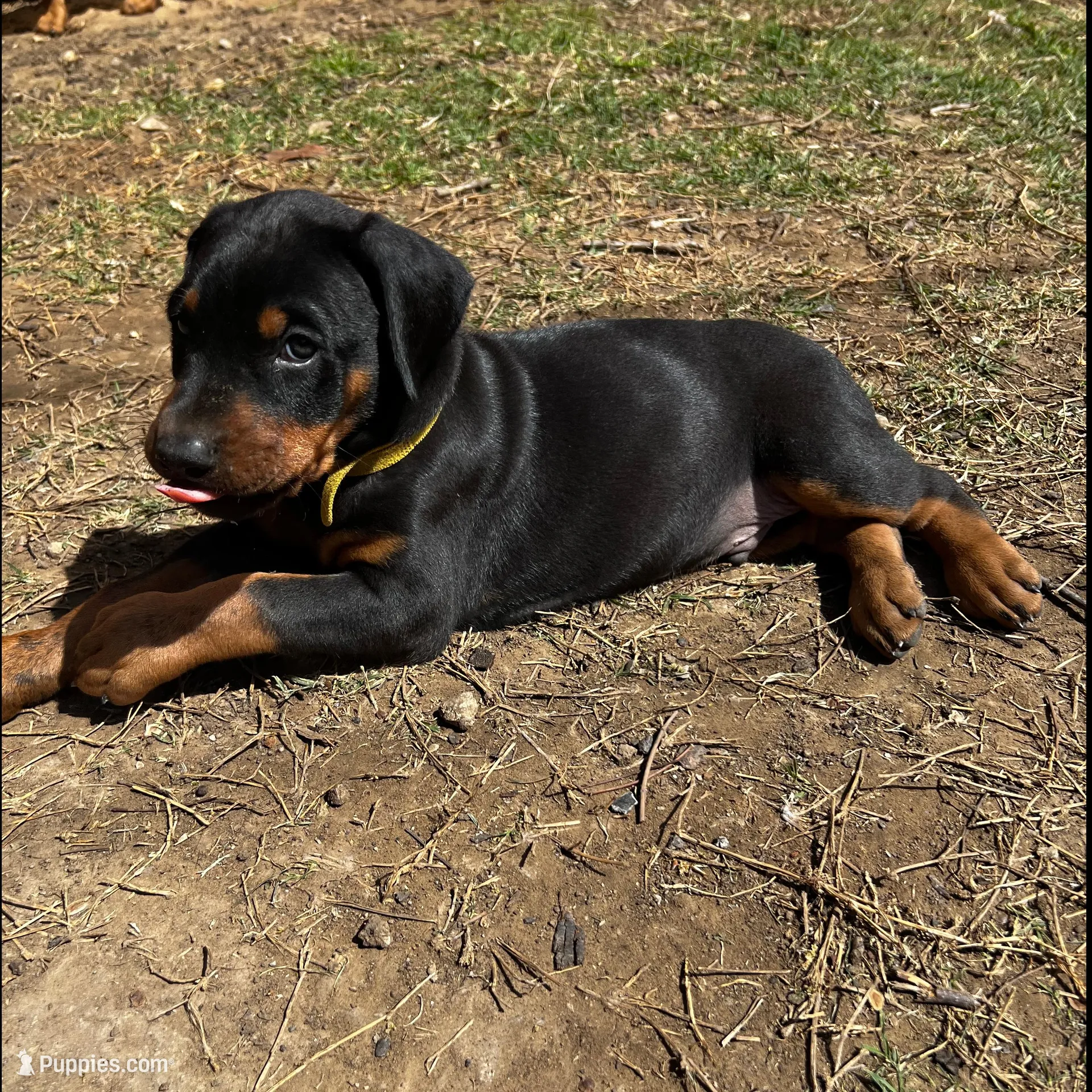 Yellow Collar, a male Doberman Pinscher for sale in Irving, TX – Photo 6 of 10