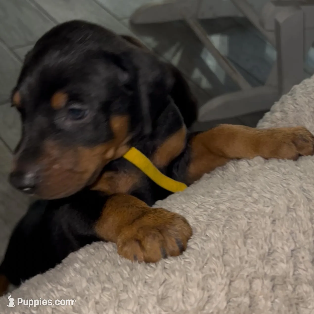 Yellow Collar, a male Doberman Pinscher for sale in Irving, TX – Photo 2 of 10