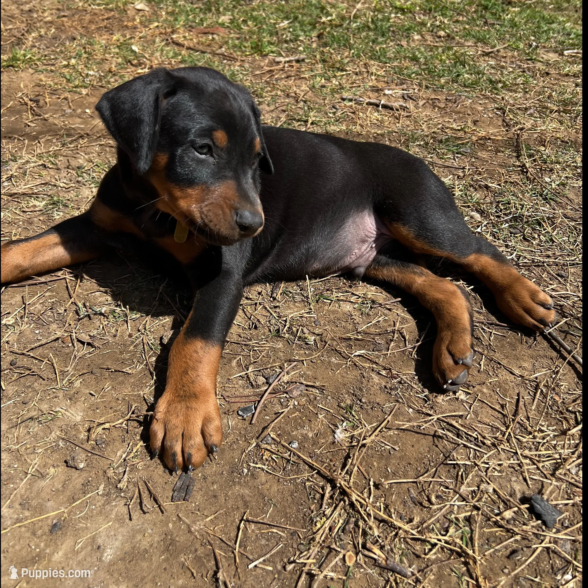 Yellow Collar, a male Doberman Pinscher for sale in Irving, TX – Photo 7 of 10