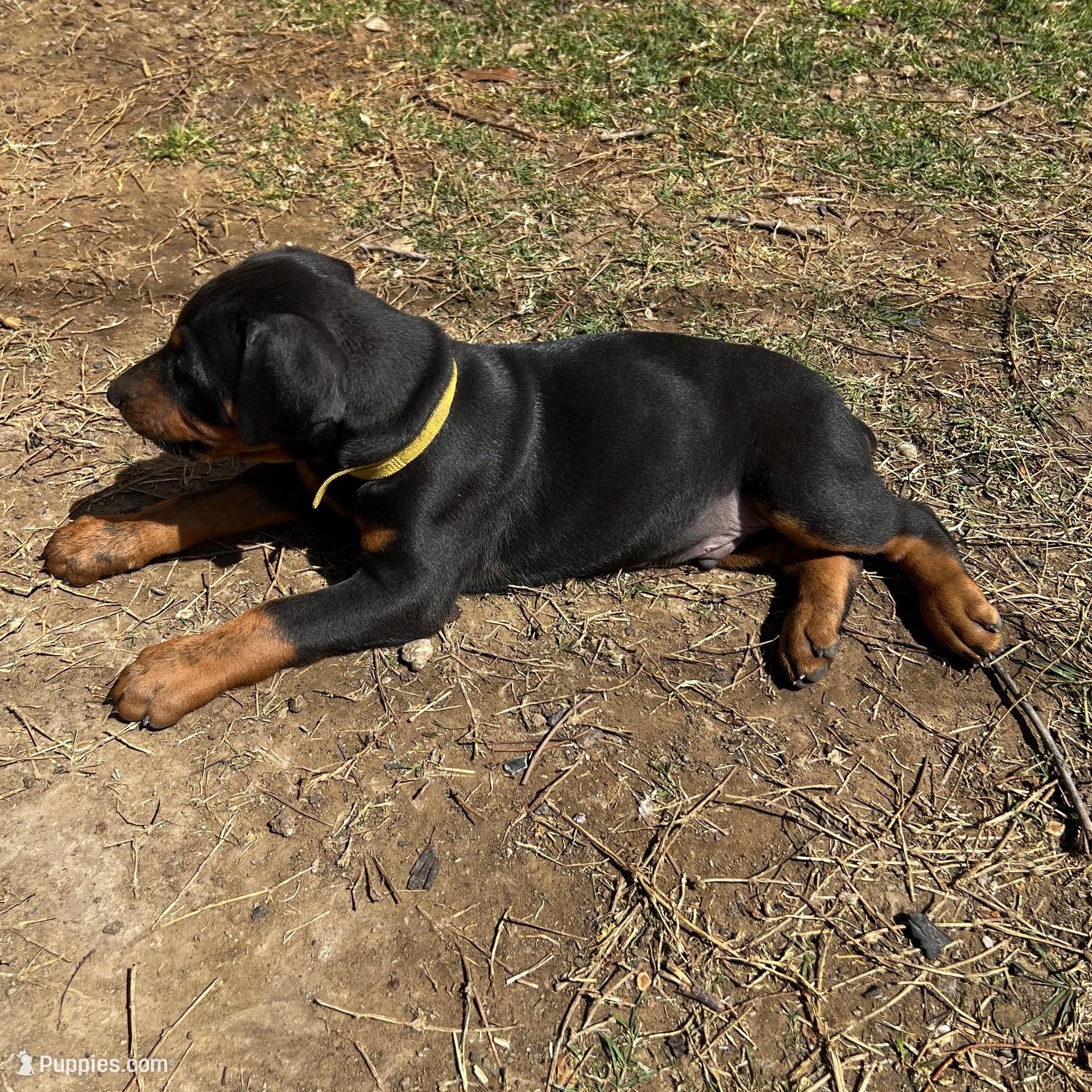 Yellow Collar, a male Doberman Pinscher for sale in Irving, TX – Photo 10 of 10