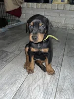 Green collar girl, a female Doberman Pinscher for sale in Irving, TX – 3 of 4