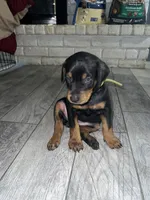 Green collar girl, a female Doberman Pinscher for sale in Irving, TX – 2 of 4