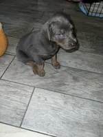 Silver boy, a male Doberman Pinscher for sale in Irving, TX – 2 of 4