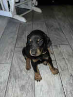 Brown collar boy , a male Doberman Pinscher for sale in Irving, TX – 1 of 4