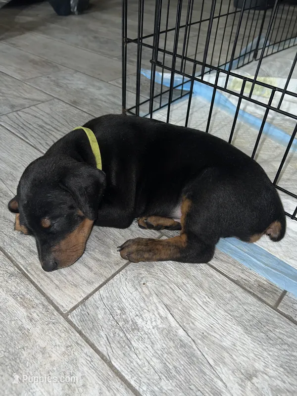 Green collar girl – Doberman Pinscher puppy for sale in Irving, TX