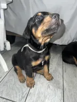 Gray collar boy, a male Doberman Pinscher for sale in Irving, TX – 4 of 5