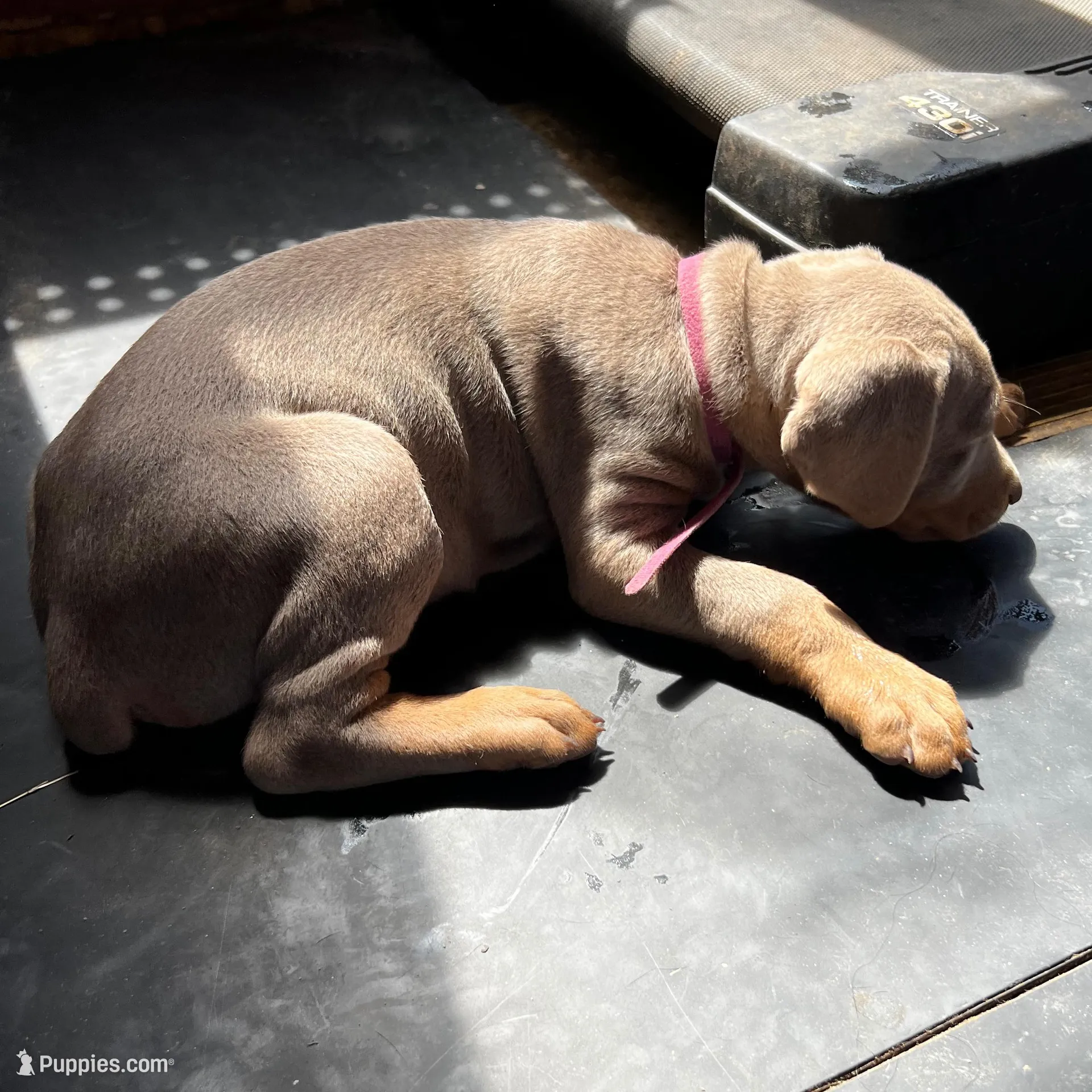 Hot pink Collar, a female Doberman Pinscher for sale in Irving, TX – Photo 3 of 3