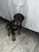 Black collar boy, a male Doberman Pinscher for sale in Irving, TX – 4 of 6