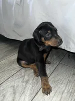 Black collar boy, a male Doberman Pinscher for sale in Irving, TX – 2 of 6
