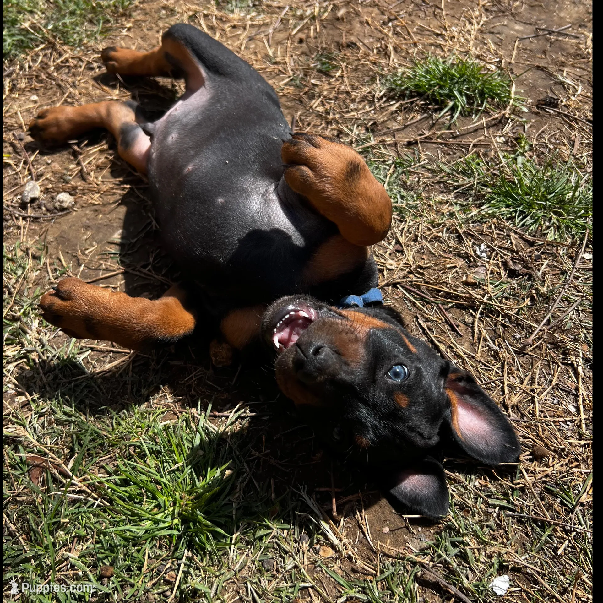 Blue Collar, a male Doberman Pinscher for sale in Irving, TX – Photo 4 of 7