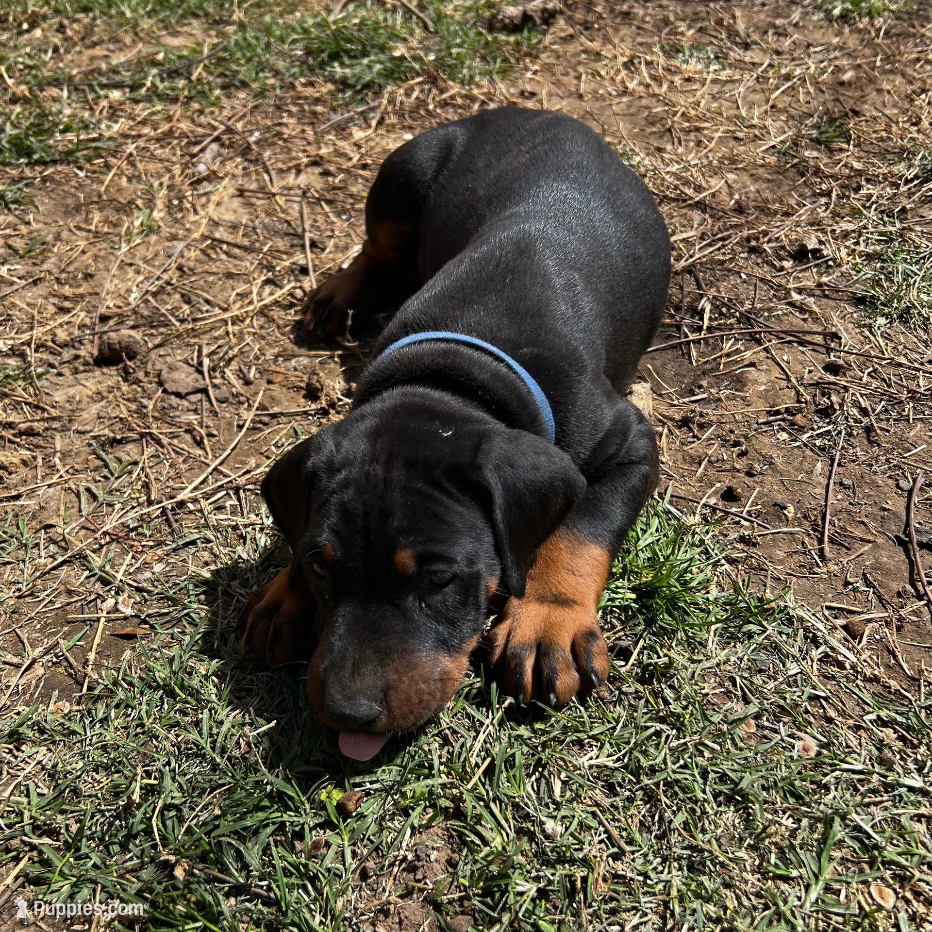 Blue Collar, a male Doberman Pinscher for sale in Irving, TX – Photo 7 of 7