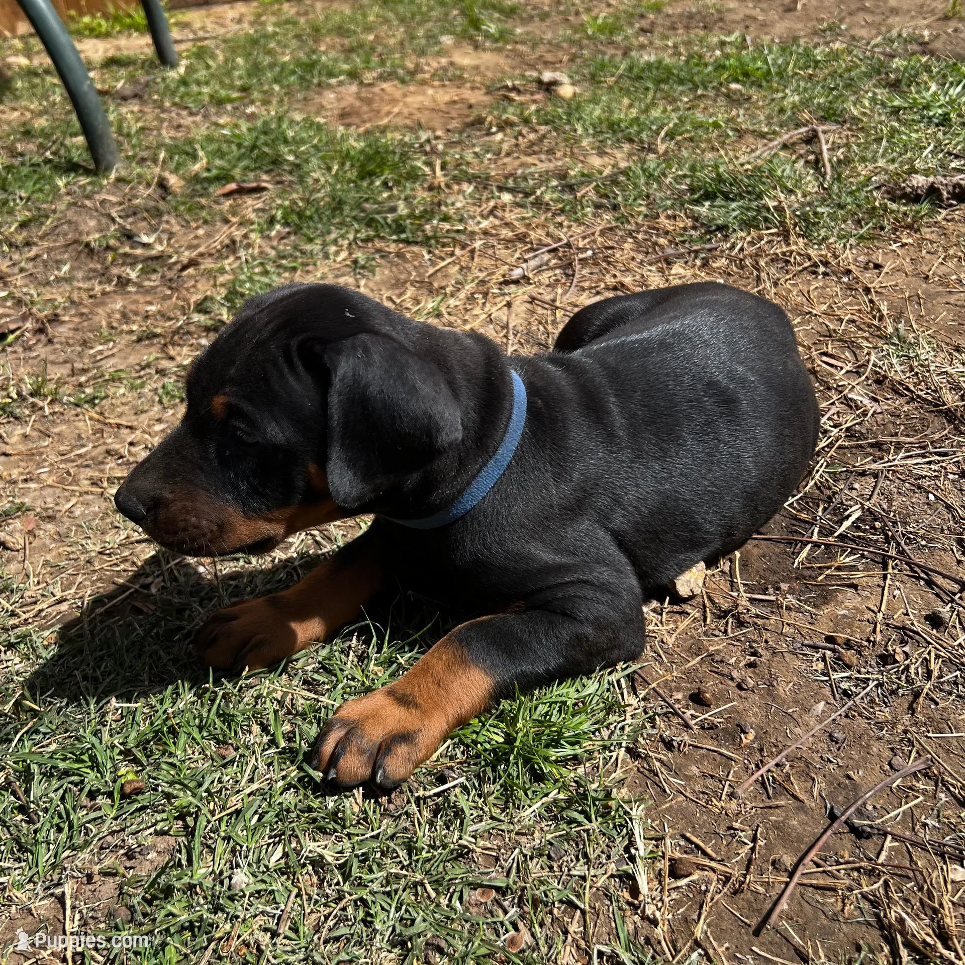 Blue Collar, a male Doberman Pinscher for sale in Irving, TX – Photo 6 of 7