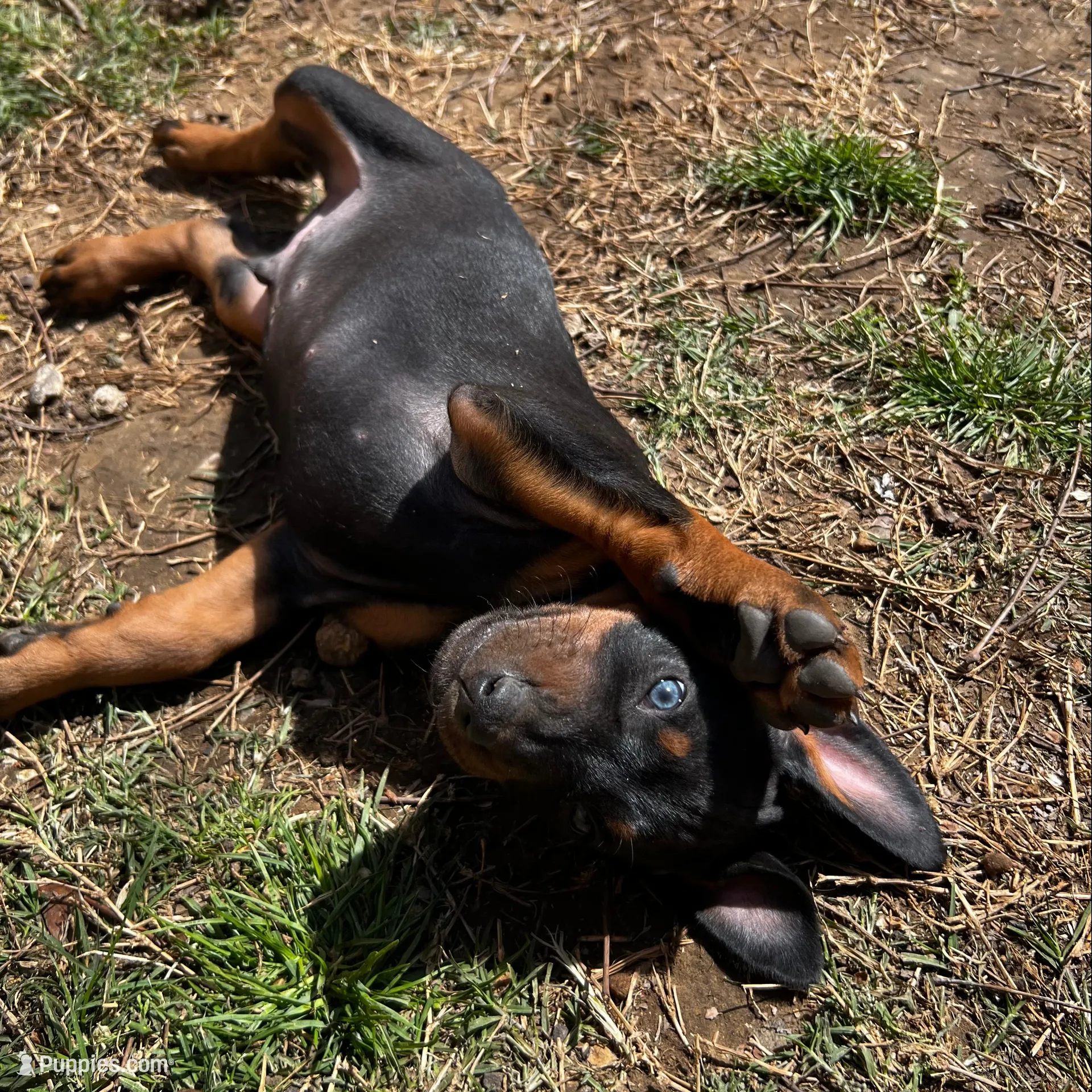 Blue Collar – Doberman Pinscher puppy for sale in Irving, TX
