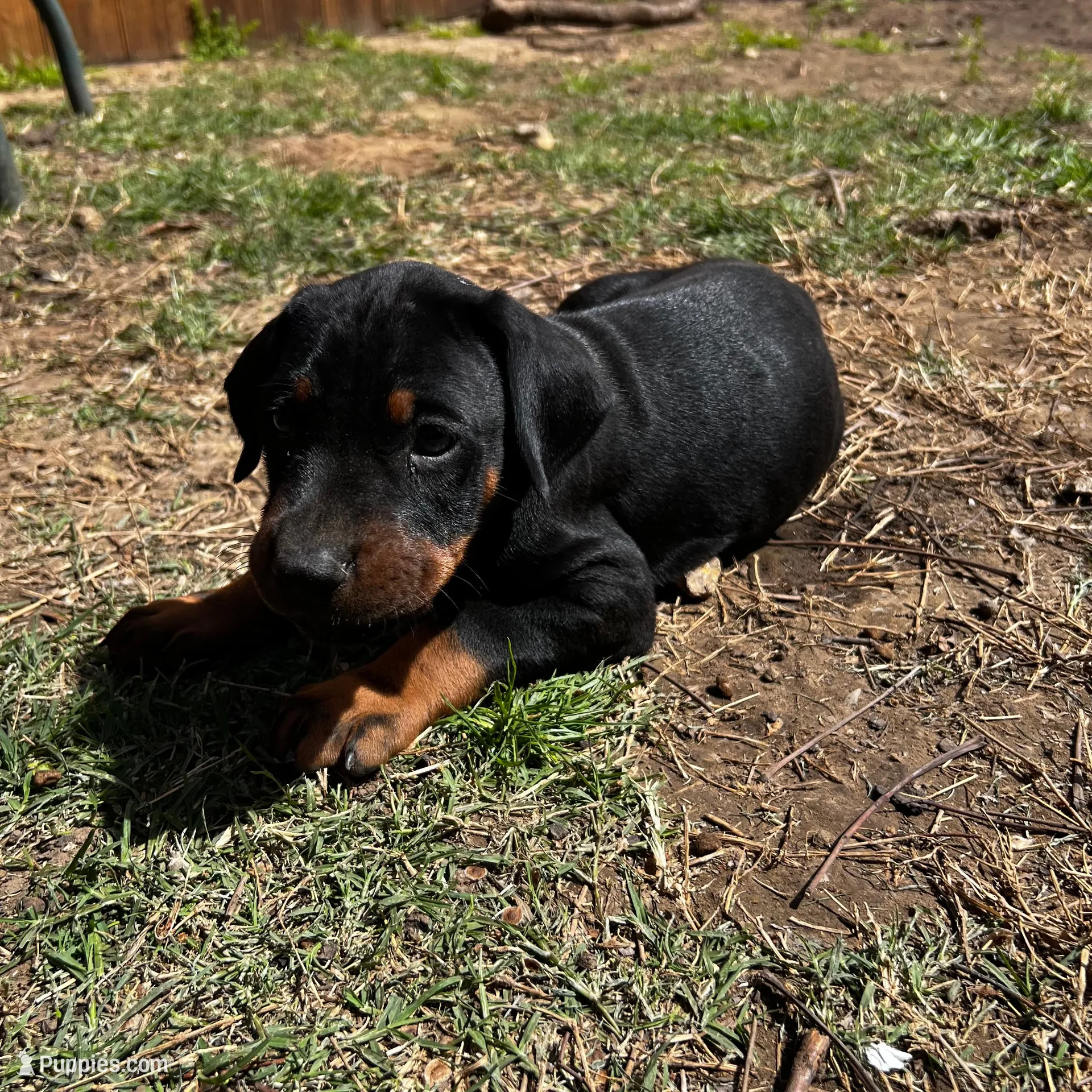 Blue Collar, a male Doberman Pinscher for sale in Irving, TX – Photo 5 of 7