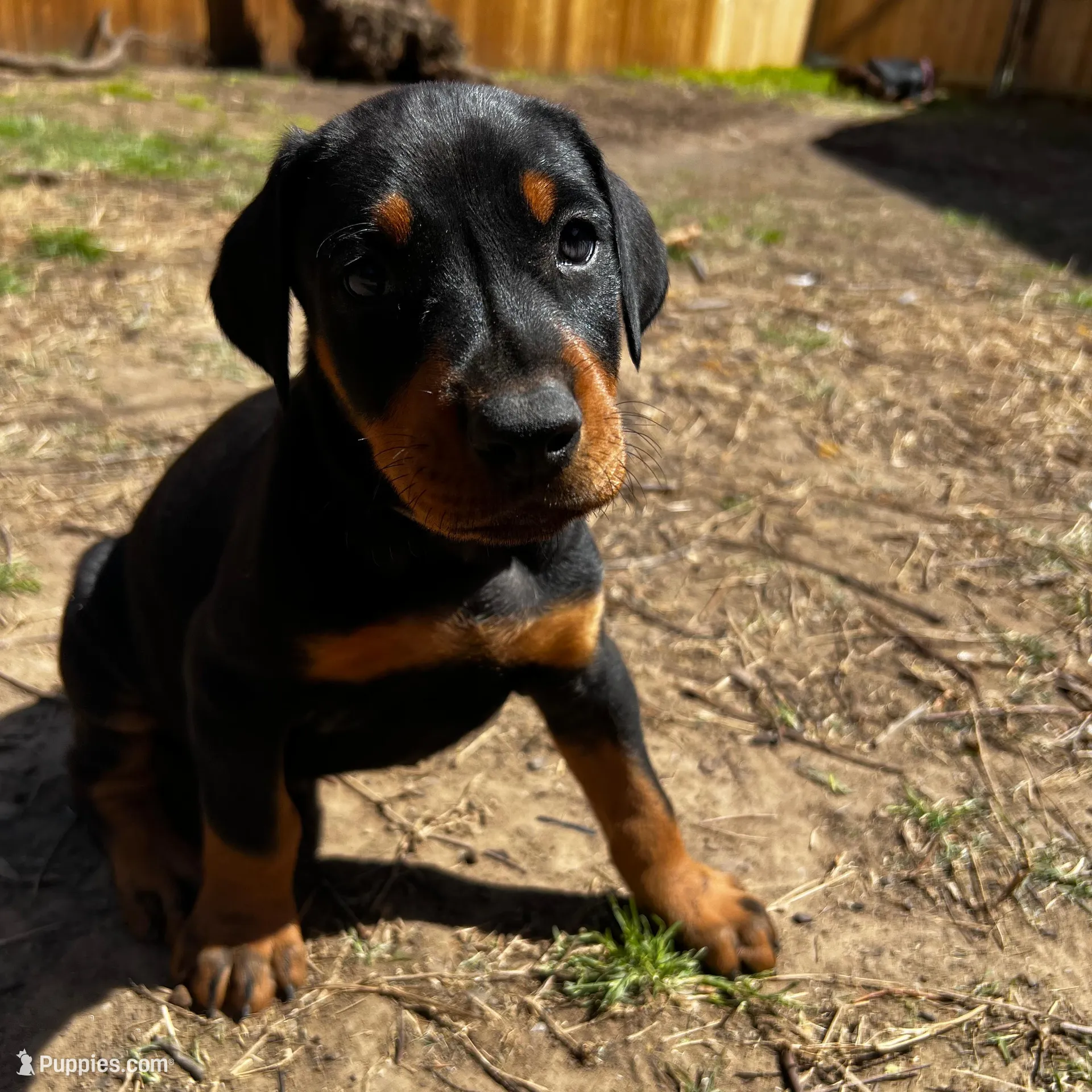 White Collar, a male Doberman Pinscher for sale in Irving, TX – Photo 2 of 6